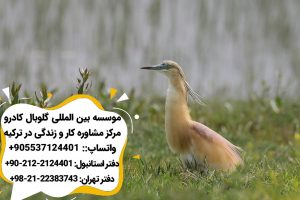 پرندگان دریاچه وان